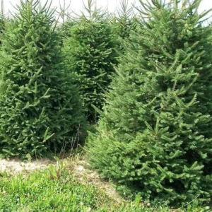 2 Norway Spruce Trees Bare-root - 6-12 Inch Tall - Evergreen Conifers, Hardy Picea abies