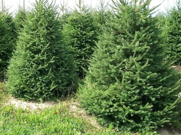 2 Norway Spruce Trees Bare-root - 6-12 Inch Tall - Evergreen Conifers, Hardy Picea abies