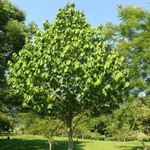 2 Paw Paw Tree Bare-root 6-12 Inch Tall – Asimina Triloba – Native Fruit Tree for Landscaping and Orchards