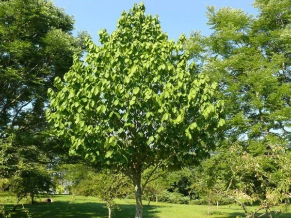 2 Paw Paw Tree Bare-root 6-12 Inch Tall – Asimina Triloba – Native Fruit Tree for Landscaping and Orchards