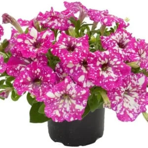 2 Pink Sky Petunias Live Plants - 4 Inch Pink Petunia Flowers - Trailing & Hanging