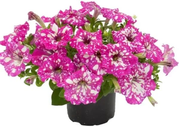 2 Pink Sky Petunias Live Plants - 4 Inch Pink Petunia Flowers - Trailing & Hanging