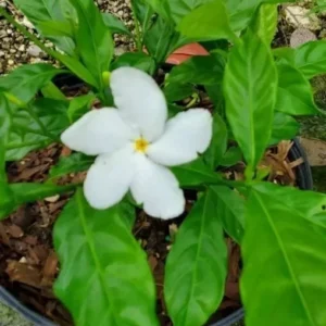 2 Pinwheel Jasmine Starter Live Plant, 5-7