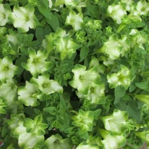 2 Plants Pistachio Cream Petunias Live Plants - 4 Inch Sweet Petunia Seedling for Hanging Trailing Plants