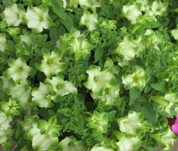 2 Plants Pistachio Cream Petunias Live Plants - 4 Inch Sweet Petunia Seedling for Hanging Trailing Plants