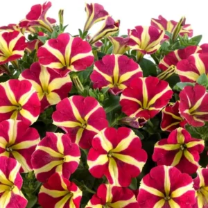 2 Queen of Hearts Petunias Live Plants - 4 Inch Yellow Red Flowers Trailing Hanging