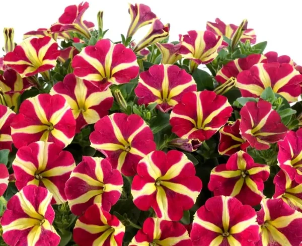 2 Queen of Hearts Petunias Live Plants - 4 Inch Yellow Red Flowers Trailing Hanging