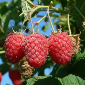 2 Raspberry Nantahala Live Plants – Red Raspberry Bush – Sweet Fruit Tree – 4-8 Inch Tall