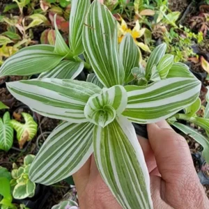 2 Rooted Variegated Wandering Jew Starter Live Plant, 5 Inches Tall, Tradescantia Albiflora