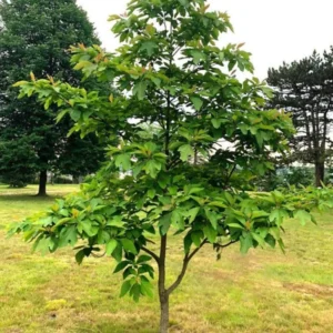 2 Sassafras Tree Bare-root, Deciduous Tree, Vibrant Fall Foliage, 12-18 Inch Tall