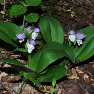 2 Showy Orchids (Galearis Spectabilis) - Perennial Flowering Bare Root