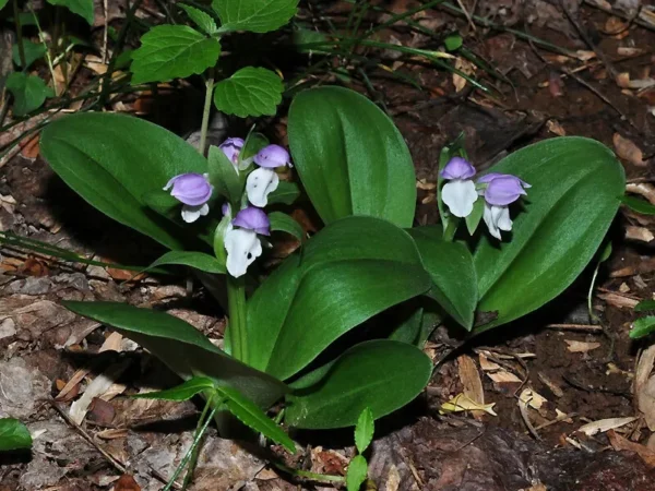 2 Showy Orchids (Galearis Spectabilis) - Perennial Flowering Bare Root