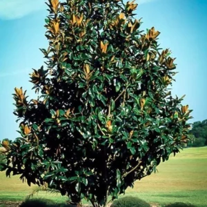 2 Southern Magnolia Tree Bare-root 12-18 Inch Tall - Evergreen - White Flowers - Ideal for Landscaping