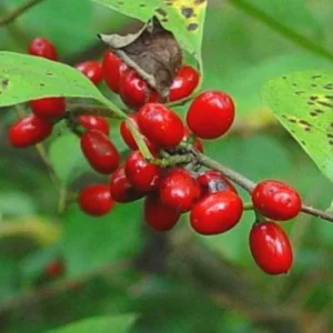 2 Spicebush Bare-root (Lindera Benzoin) – Deciduous Shrub, 6-12 Inch Tall, Yellow Fall Color