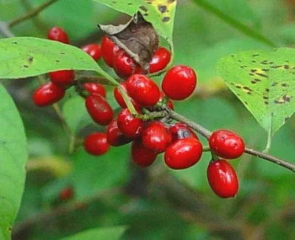 2 Spicebush Bare-root (Lindera Benzoin) – Deciduous Shrub, 6-12 Inch Tall, Yellow Fall Color