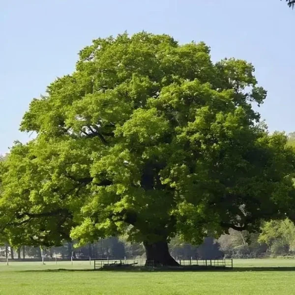 2 Swamp Chestnut Oak Tree Bare-root - Large Shade Tree - Native Oak - 12-18 Inch Tall