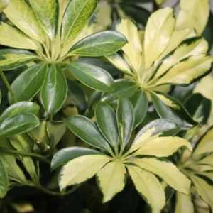 2 Trinette Arboricola Trees Variegated Schefflera Plants Yellow Umbrella Trees Schefflera Houseplants Plants Schefflera Arboricola Plants 6 to 10 Inch Tall