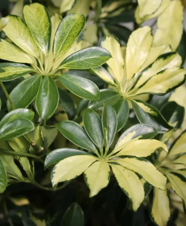 2 Trinette Arboricola Trees Variegated Schefflera Plants Yellow Umbrella Trees Schefflera Houseplants Plants Schefflera Arboricola Plants 6 to 10 Inch Tall