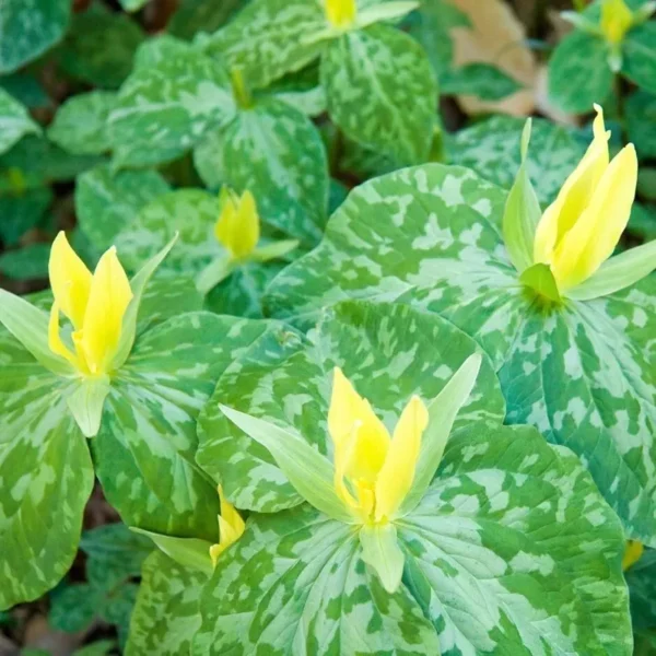 2 Yellow Trillium (Trillium Luteum) - Perennial Shade Wildflower, Bare Root