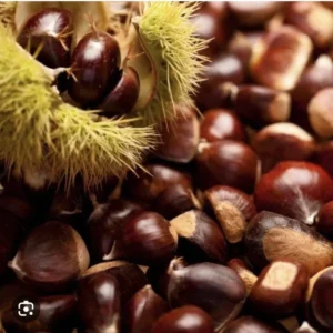 20 Dunstan American Chestnuts Tree Seeds Hybrid Chinese Edible Nut Tree