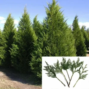 20 Leyland Cypress Tree Cuttings Fresh | Fast Growing Privacy Screen | Evergreen