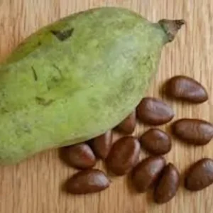 20 Paw Paw Fruit Tree Seeds Indian Banana Asimina Triloba Ready to Plant