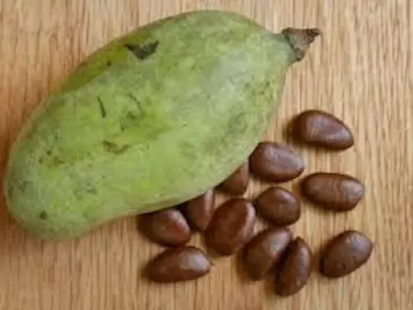 20 Paw Paw Fruit Tree Seeds Indian Banana Asimina Triloba Ready to Plant