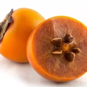 20 Persimmon Tree Seeds Diospyros Virginiana Sugar Plum Fruit Plant Native