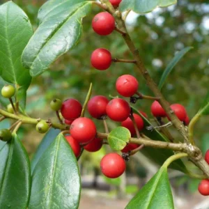 20 Possumhaw Holly Seeds Ilex Deciduous 3-5 Seeds Red Fruit Ornamental