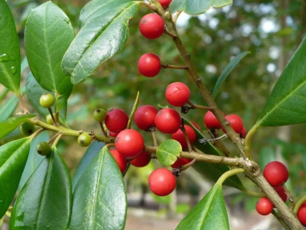 20 Possumhaw Holly Seeds Ilex Deciduous 3-5 Seeds Red Fruit Ornamental