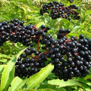 25 Sambucus Canadensis Elderberry Bare-root 6-12 Inch Tall - Native Shrub