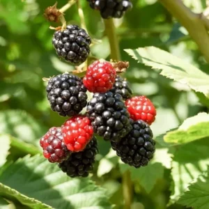 3 Apache Blackberry Plant Thornless Rubus Fruit Starter Bare Root