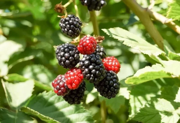 3 Apache Blackberry Plant Thornless Rubus Fruit Starter Bare Root