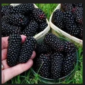 3 Big Daddy Thornless Blackberry Plants Rubus Edible Fruit Bare Root