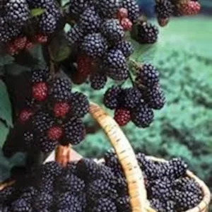 3 Black Hawk Raspberry Plants Rubus occidentalis Hardy Fruit Bush - 1-2 Year Old