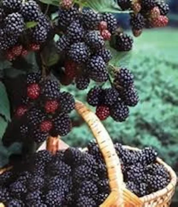 3 Black Hawk Raspberry Plants Rubus occidentalis Hardy Fruit Bush - 1-2 Year Old