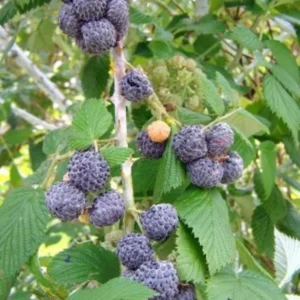 3 Black Raspberry Plant Starter - Mysore Rubus Niveus, Tropical Fruit Bush