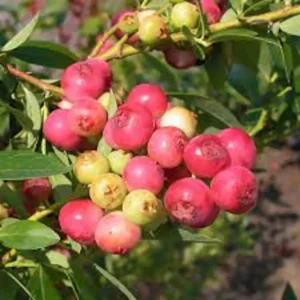 3 Blueberry Pink Lemonade Vaccinium Rabbiteye Starter Plant Edible Fruit