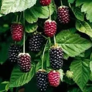 3 Boysenberry Plant Thornless Rubus Hybrid Edible Fruit Starter Plant