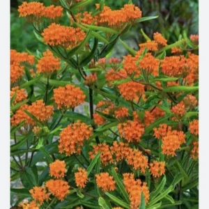 3 Butterfly Weed Plant Asclepias Tuberosa Monarch Perennial Bare Root | Organic Roots for Garden & Medicinal Use