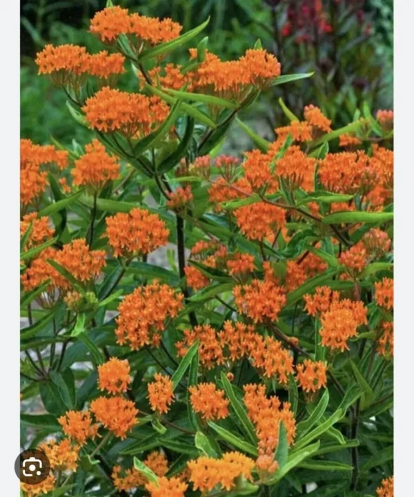 3 Butterfly Weed Plant Asclepias Tuberosa Monarch Perennial Bare Root | Organic Roots for Garden & Medicinal Use