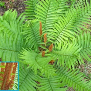 3 Cinnamon Fern Bareroots Osmunda Cinnamomea Roots Native Hardy Fern 5ft