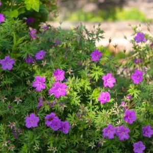 3 Cranesbill Wild Geranium Organic Maculatums Bare Roots | Wildflower for Outdoor Garden