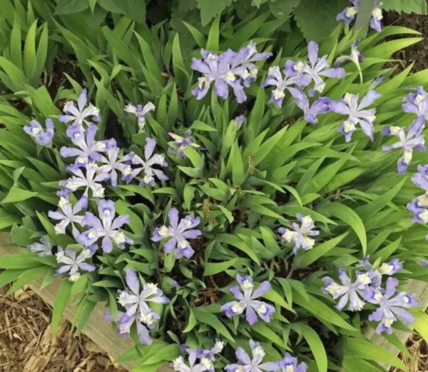 3 Crested Dwarf Iris Plants Bareroot | Organic Cristatas Wildflower