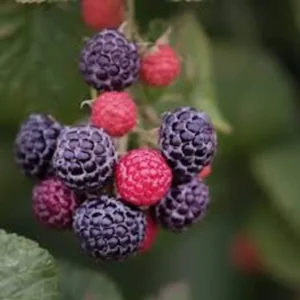 3 Cumberland Black Raspberry Plants Rubus Occidentalis Fruit Bush Edible