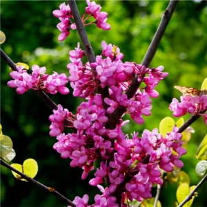 3 Eastern Redbud Tree Bare-root 12-18 Inch Tall | Pink Flowering Tree, Landscaping Tree