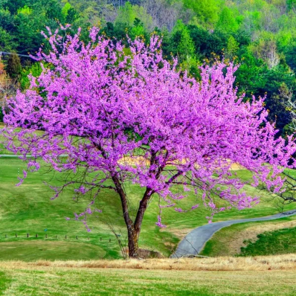 3 Eastern Redbud Tree Bare-root 12-18 Inch Tall | Pink Flowering Tree, Landscaping Tree