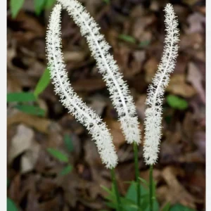 3 False Unicorn Plants Bareroot Chamaelirium Luteum Wildflower Shade Garden