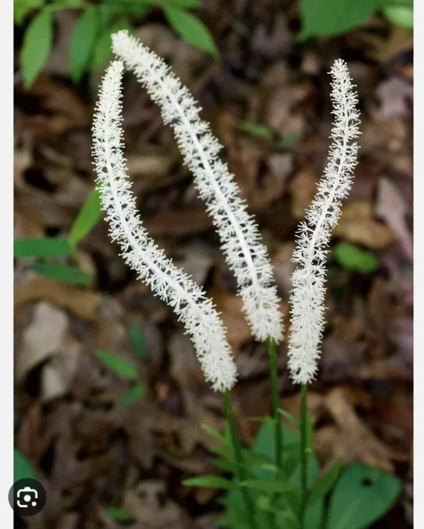 3 False Unicorn Plants Bareroot Chamaelirium Luteum Wildflower Shade Garden