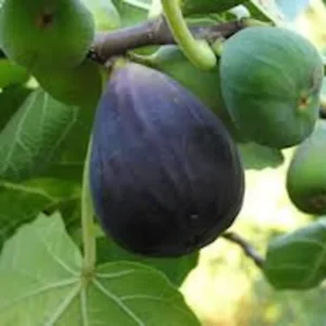 3 Fig Tree Black Mission Ficus Carica Starter Plant Edible Fig Fruit